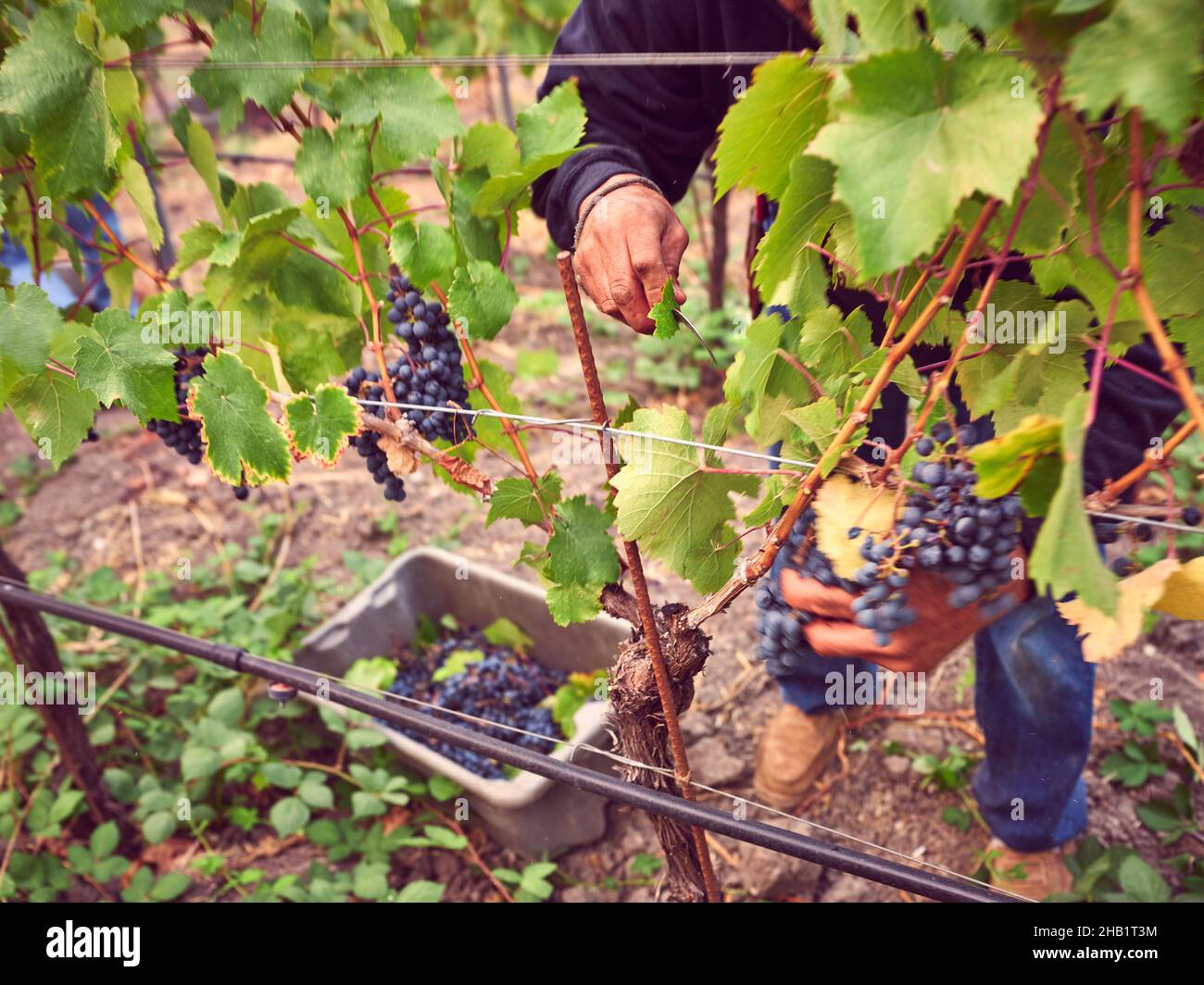 A grape picker cuts wine grapes from the vine during harvest. Stock Photo