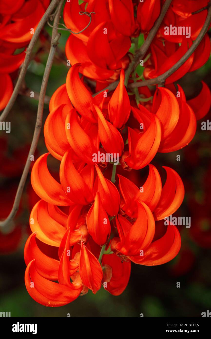 Beautiful bright red mucuna bennettii flowers Stock Photo