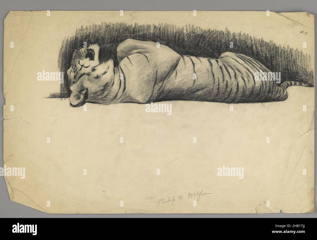 Drawing Charcoal Animal Workshop René Hedgehog Study Tiger Lying Museum |  eBay