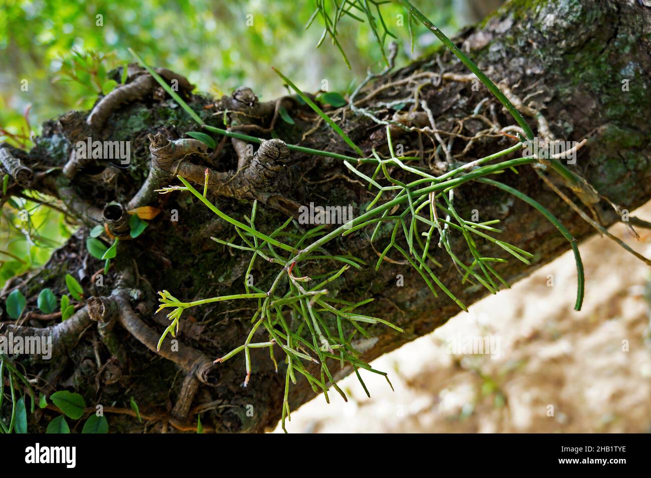 Mistletoe cactus on tree trunk (Rhipsalis baccifera) Stock Photo