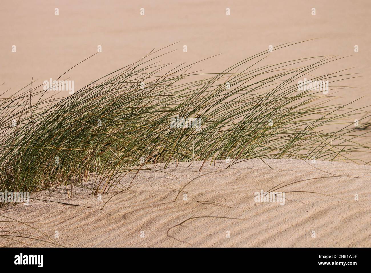 Close Up Dune Vegetation Hi res Stock Photography And Images Alamy close-up-dune-vegetation-hi-res-stock-photography-and-images-alamy