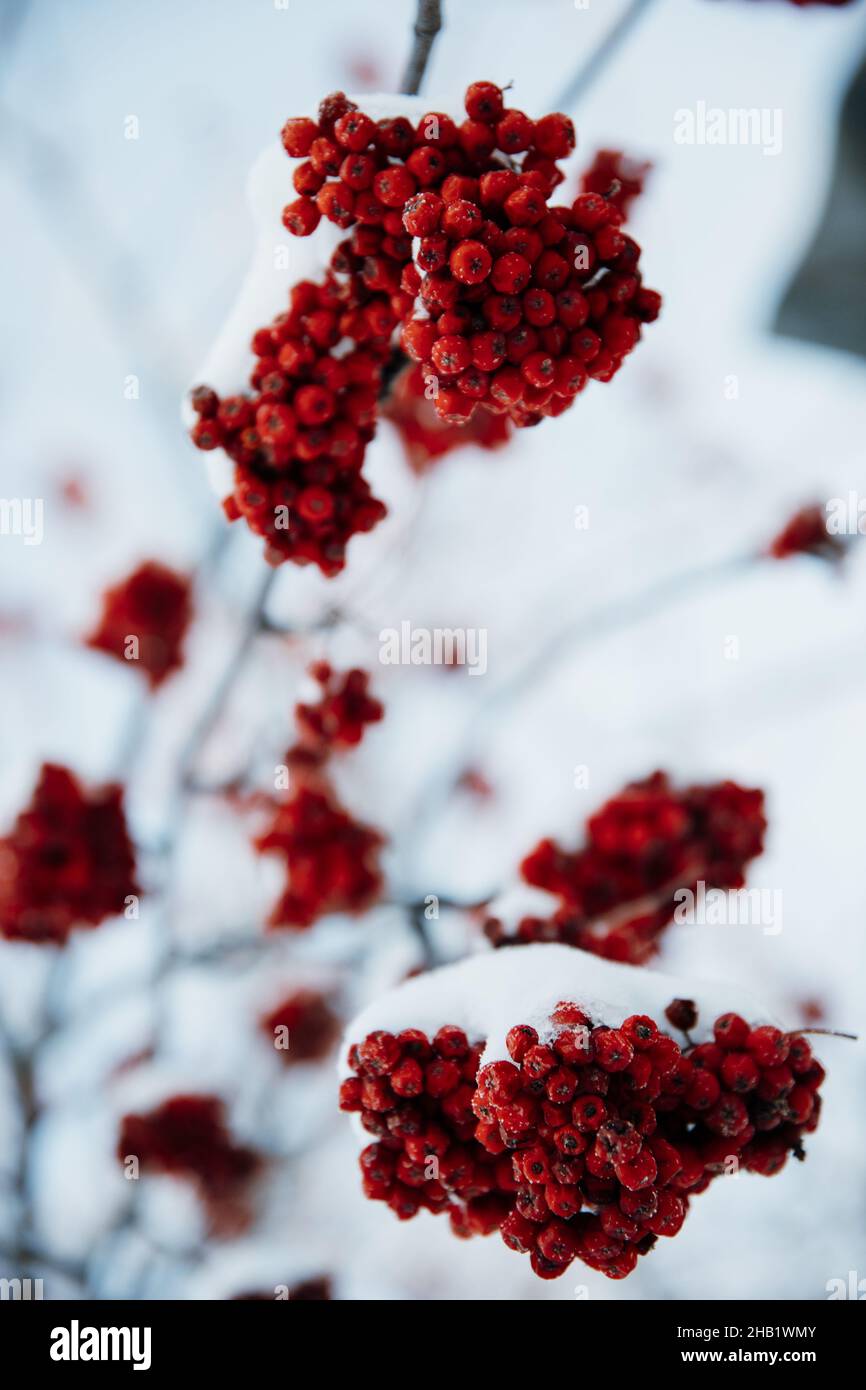 Omsk snow hi-res stock photography and images - Alamy