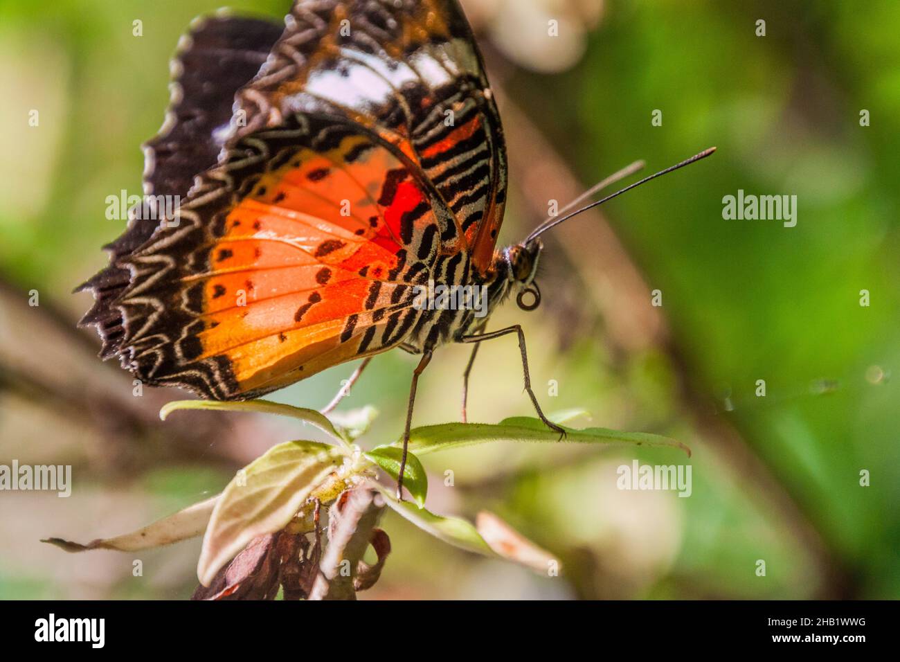 Butterfly on Siquijor island, Philippines Stock Photo