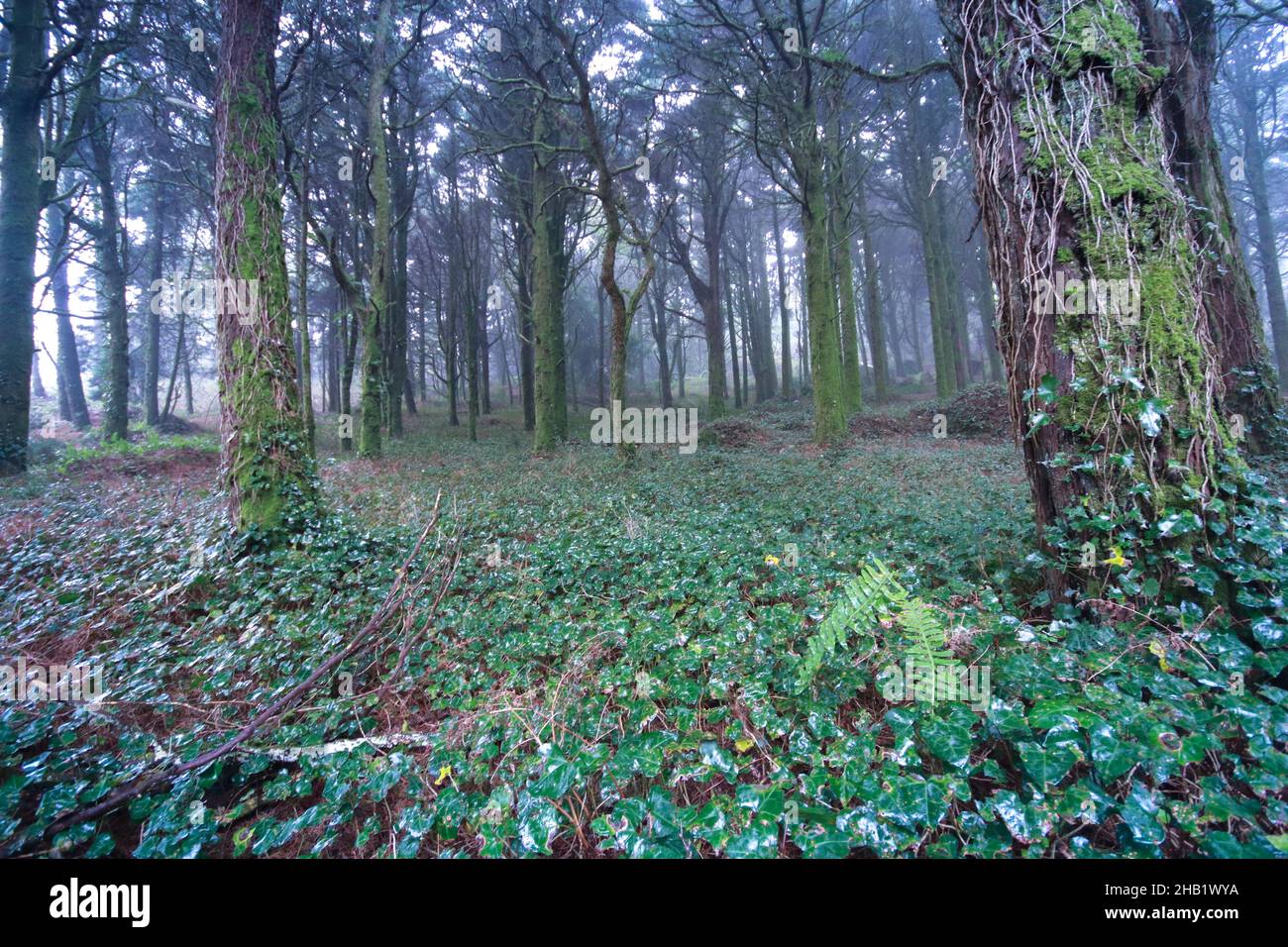 Beautiful mystical dark Foggy Forest. Old wood with old trees Stock ...