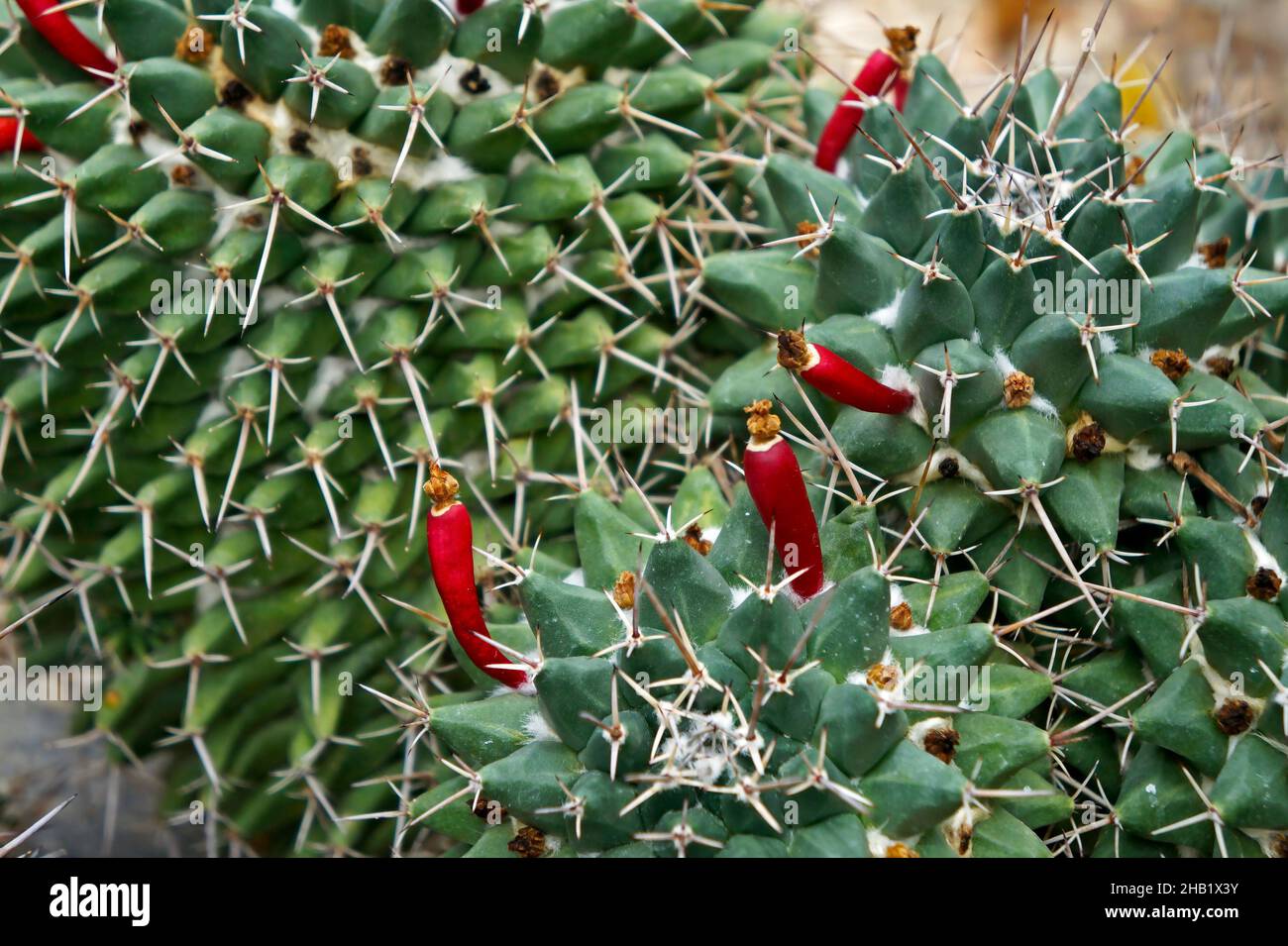 Texas nipple cactus fruits (Mammillaria prolifera) Stock Photo