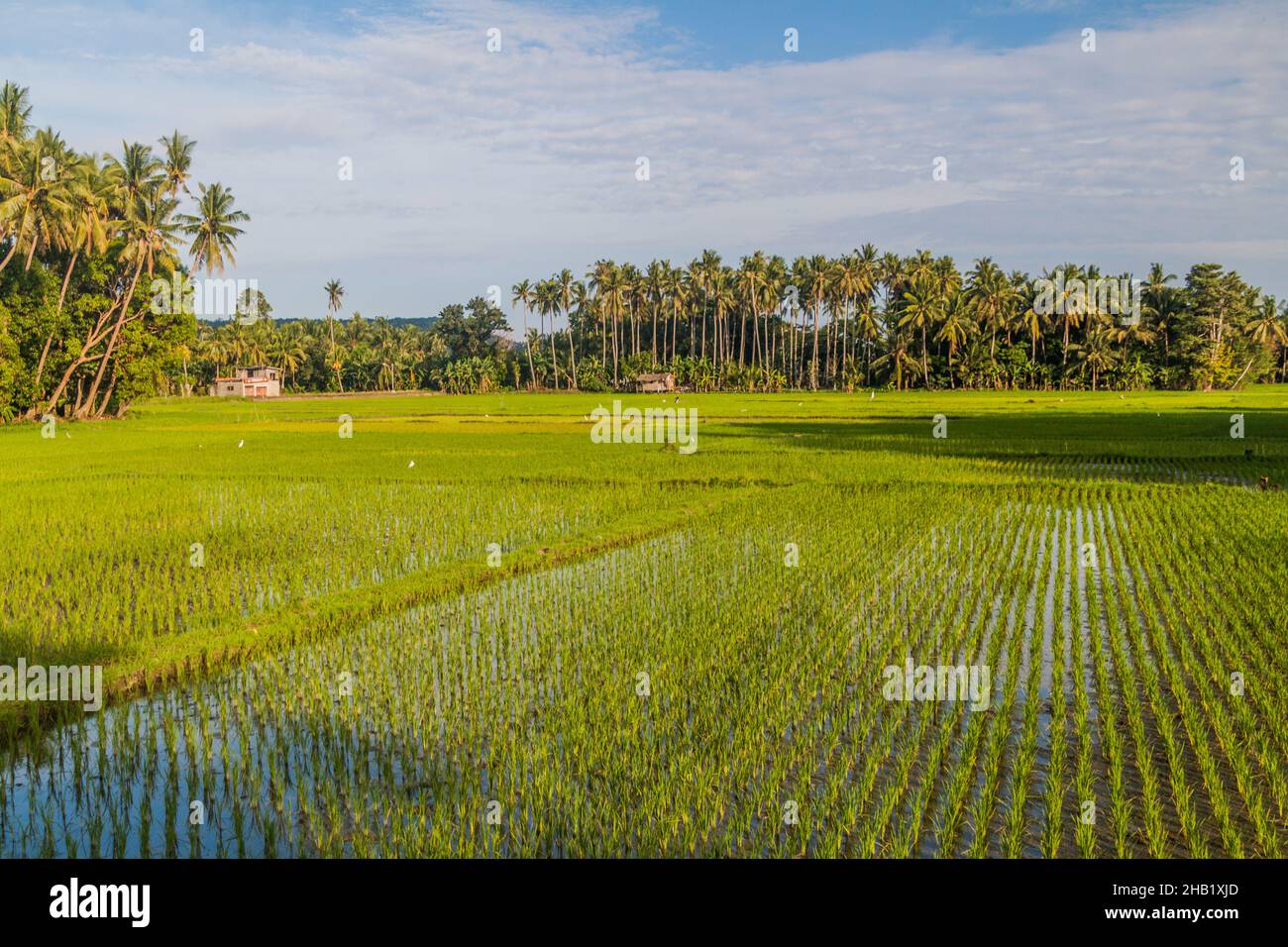 Rice fields on Siquijor island, Philippines. Stock Photo