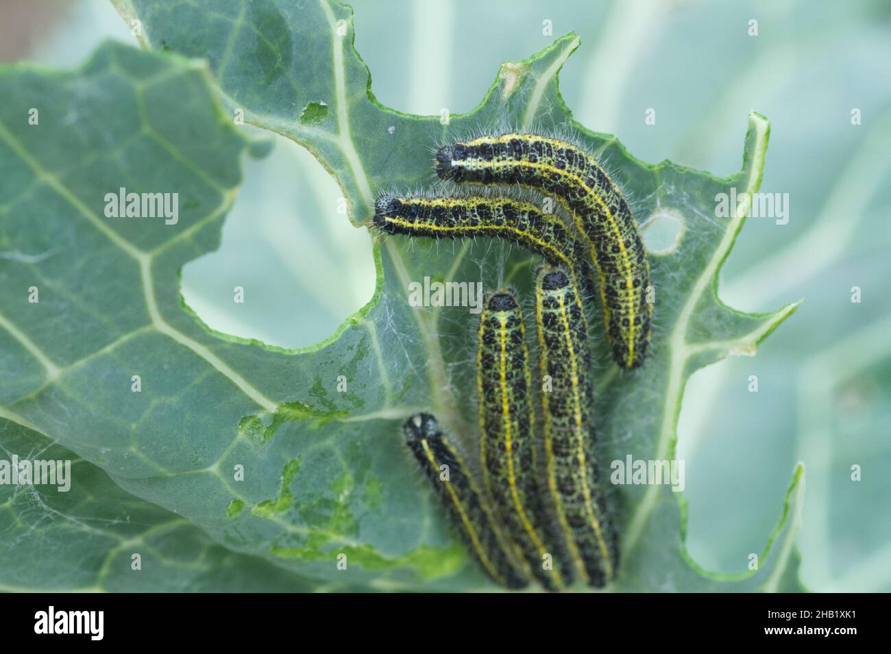 Large cabbage white caterpillars decimating a plant Stock Photo Alamy