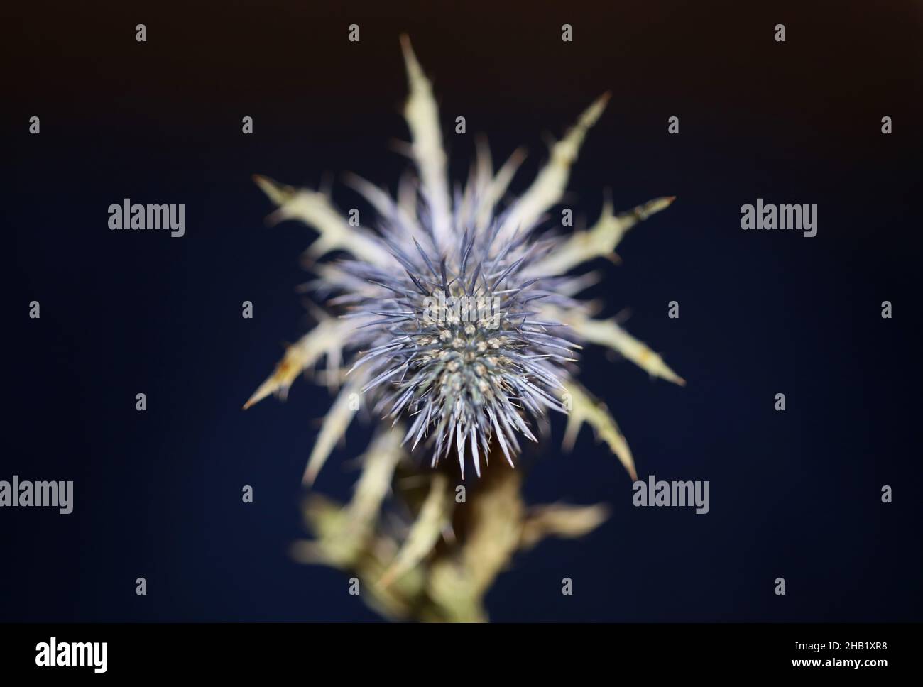Wild dried flower close up eryngium alpinum family apiaceae background
