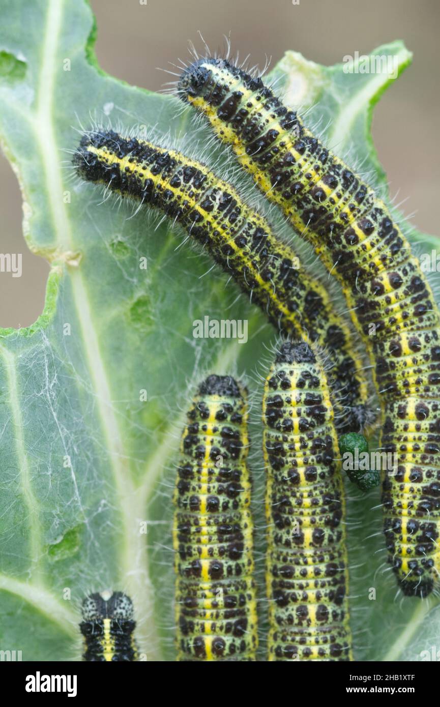 Large cabbage white caterpillars decimating a plant Stock Photo Alamy
