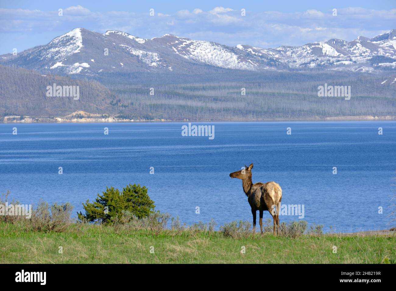 Elk In Yellowstone National Park near river, Wyoming, USA Stock Photo
