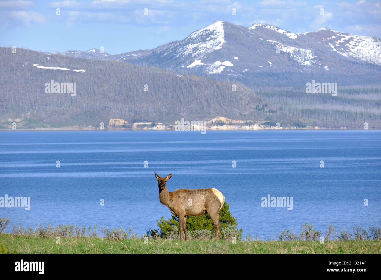 Elk In Yellowstone National Park near river, Wyoming, USA Stock Photo