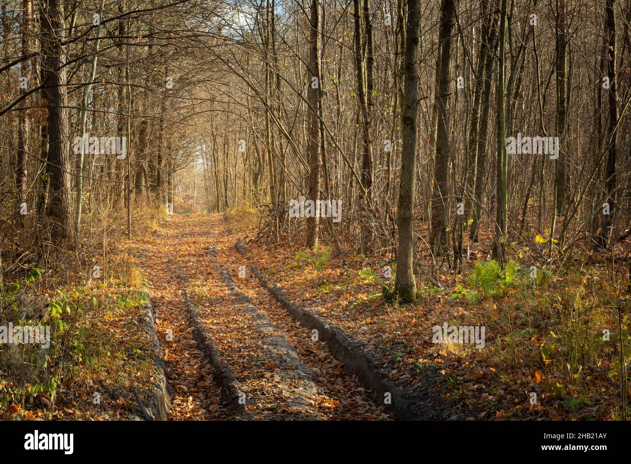 A dirt road through the autumn forest, sunny november day Stock Photo