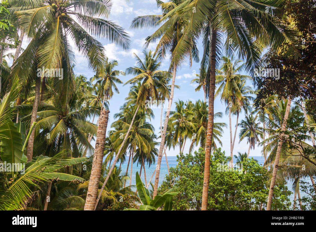 palms-on-siquijor-island-philippines-stock-photo-alamy