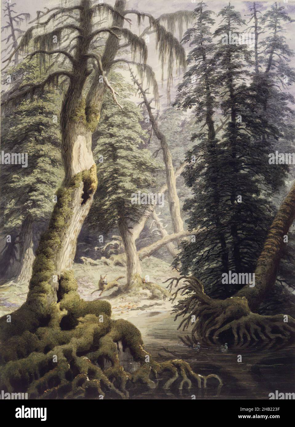A Cedar Swamp, George Harvey, American, 1801-1878, Watercolor, Bald Cypress, Bayou, damp, ducks, forest, fox, hunt, roots, Southern, Spanish Moss, Taxodium distichum, the South, wetlands Stock Photo