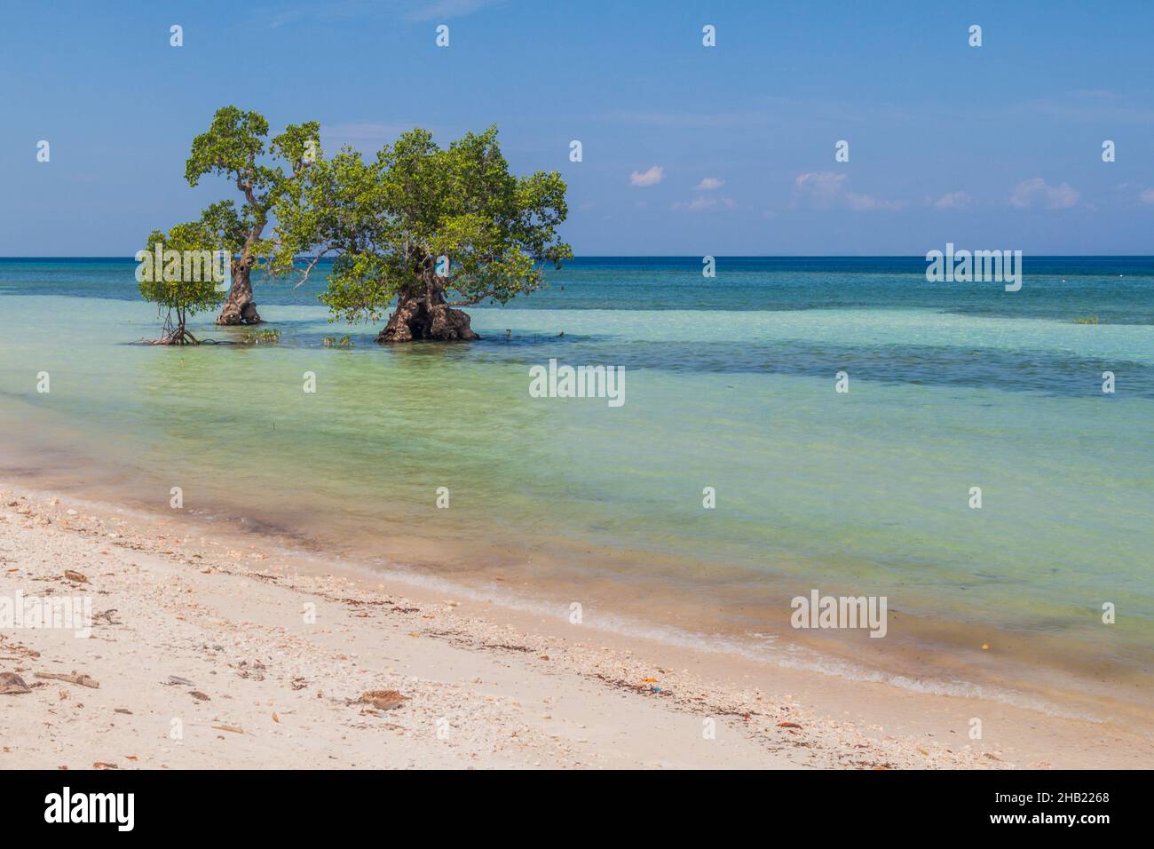 Mangrove trees on Siquijor island, Philippines. Stock Photo