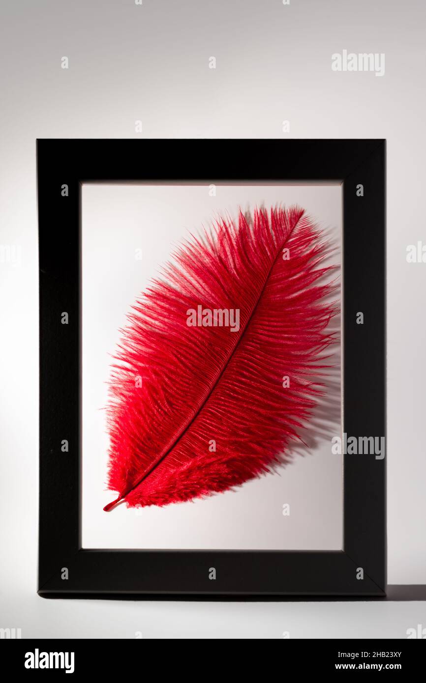 Framed bright red feather on white. Fine art texture background. Stock Photo