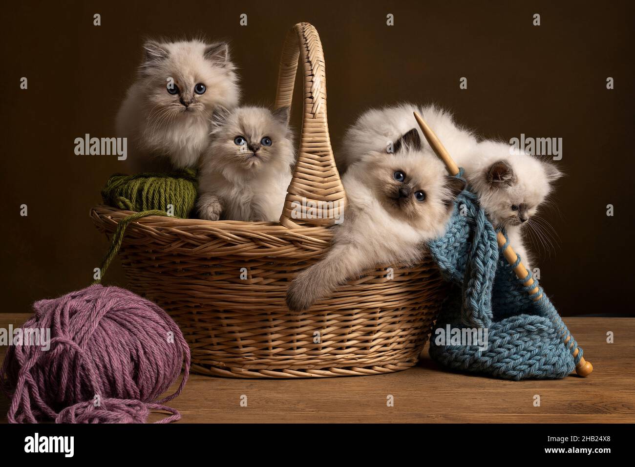Four Ragdoll cats, small cute kitten portrait, sitting in a knitting