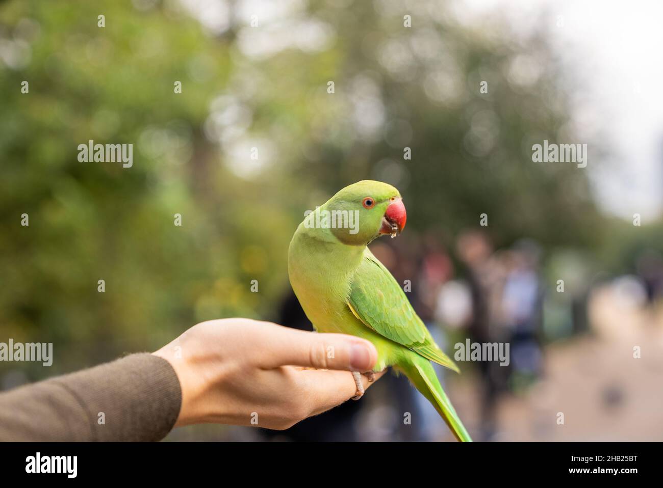Green parrot sitting on a hand and eating nuts in a park in London. Stock Photo