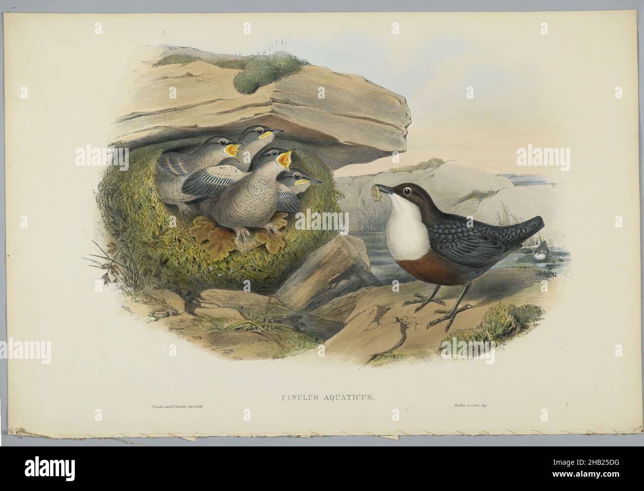 Cinclus Aquaticus - Water Ousel or Dipper, John Gould, British, 1804-1881, Lithograph on wove paper, Sheet: 21 1/4 x 14 1/2 in., 54 x 36.8 cm, Bird, Birds, Cinclus Aquaticus, Dipper, Habitat, Nature, Ornithological, Ornithology, Plants and Animals, Species, Water Ousel, Wildlife Stock Photo