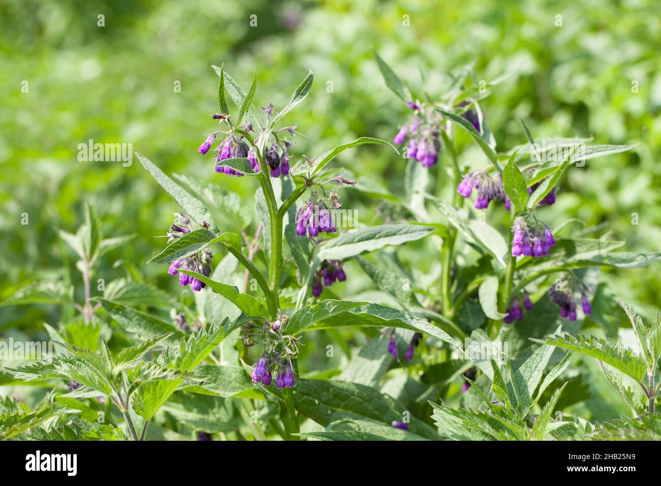 Comfrey, Symphytum officinale L, fresh, outside, whole, meadow, plant