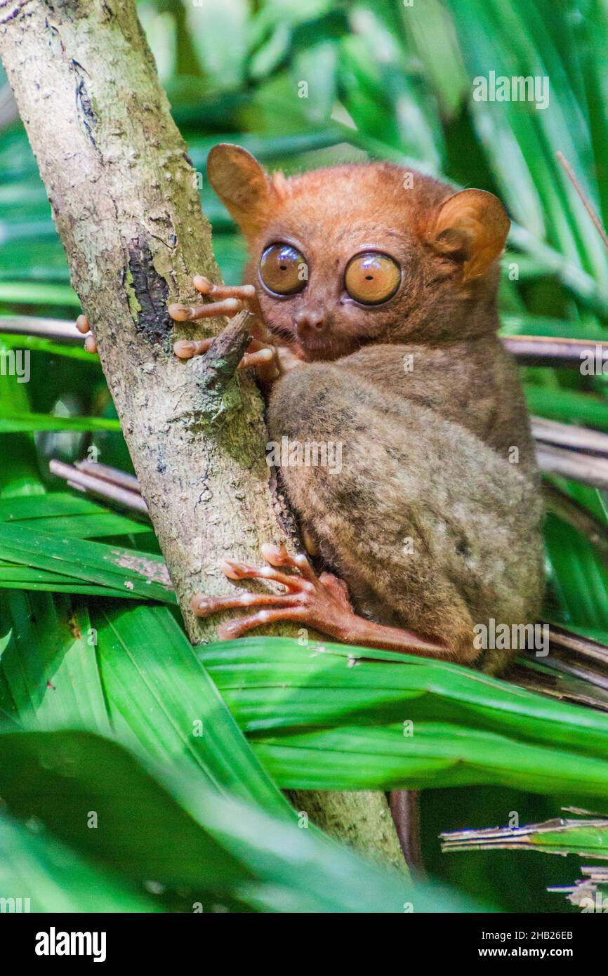 Tarsier sitting on a tree, Bohol island, Philippines Stock Photo - Alamy