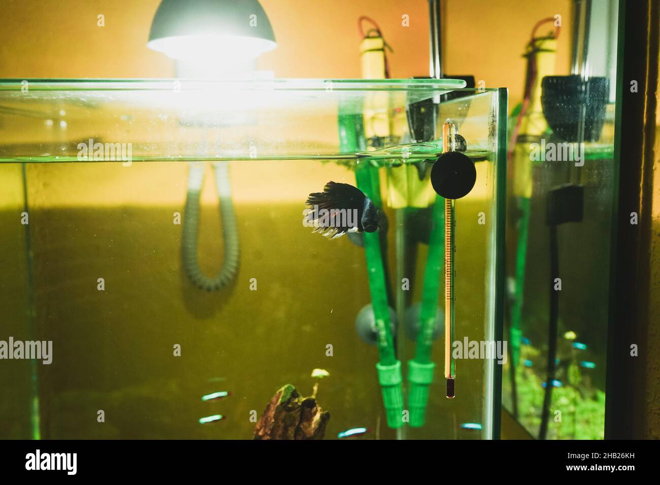 Betta Splendens in an aquarium Stock Photo Alamy