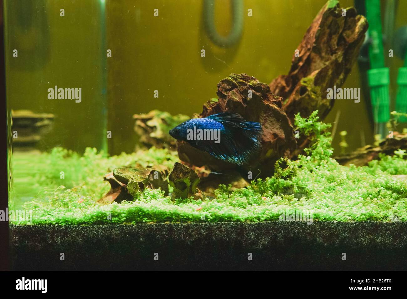 Betta Splendens in an aquarium Stock Photo Alamy