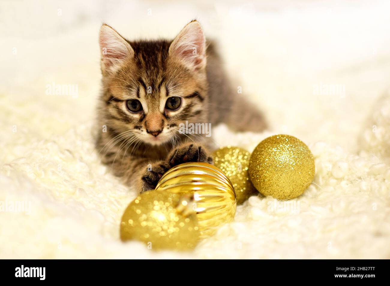 Little kitten with golden Christmas balls. Portrait of a Kurilian Bobtail kitten close-up. Selective focus Stock Photo
