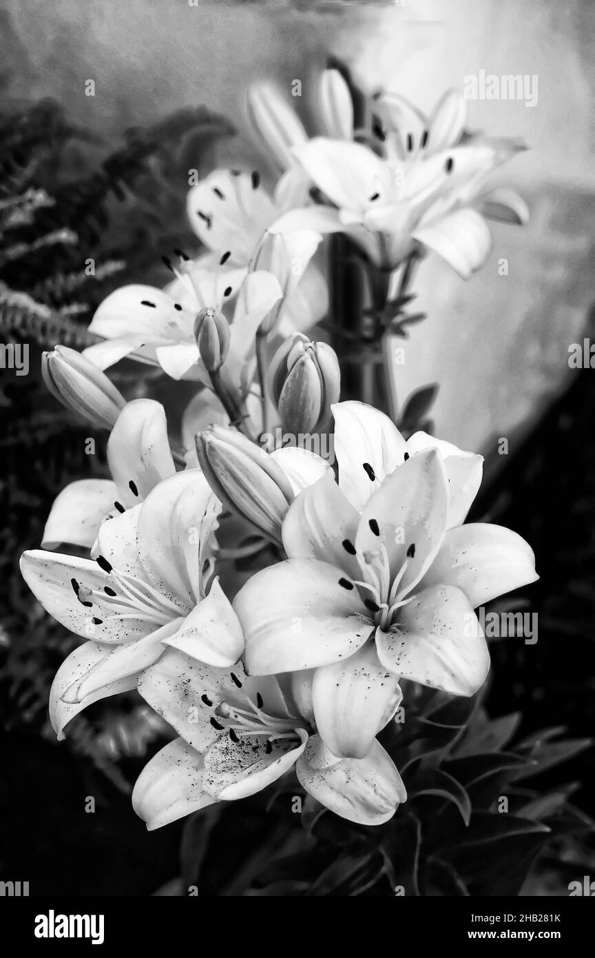 Garden lilies Black and White Stock Photos & Images - Alamy
