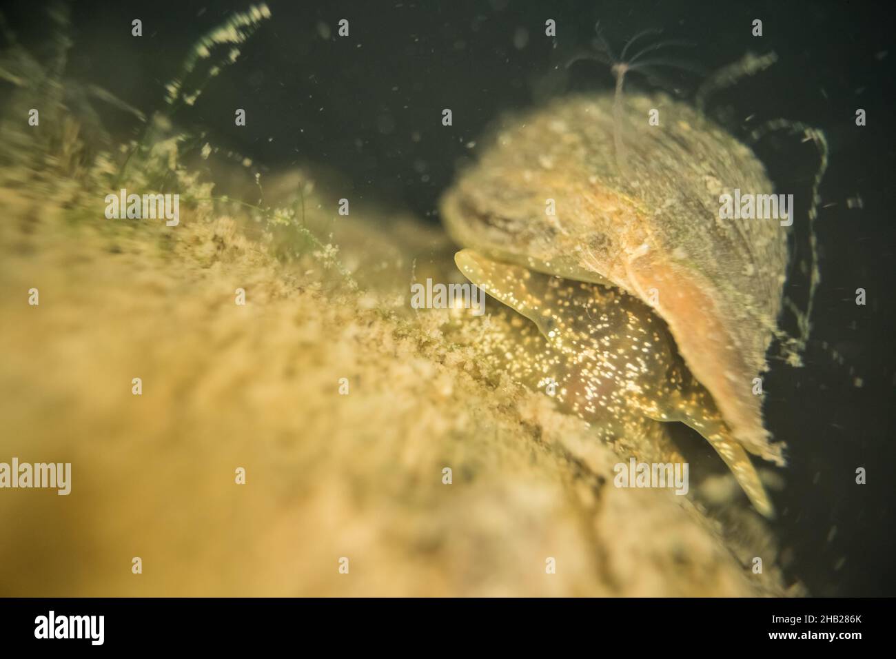 Freshwater pond snail (Radix peregra) Stock Photo