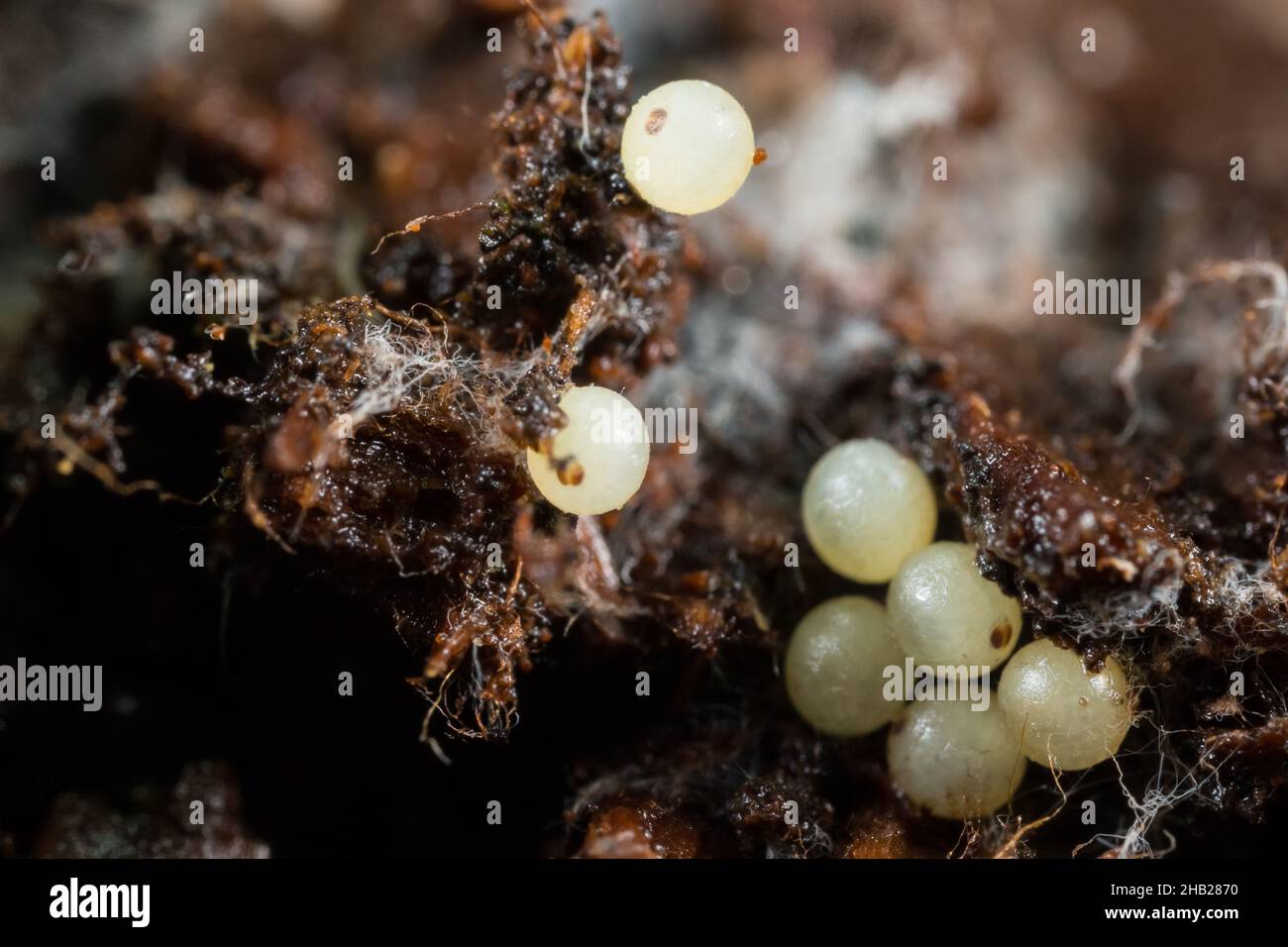 Mollusk eggs Stock Photo
