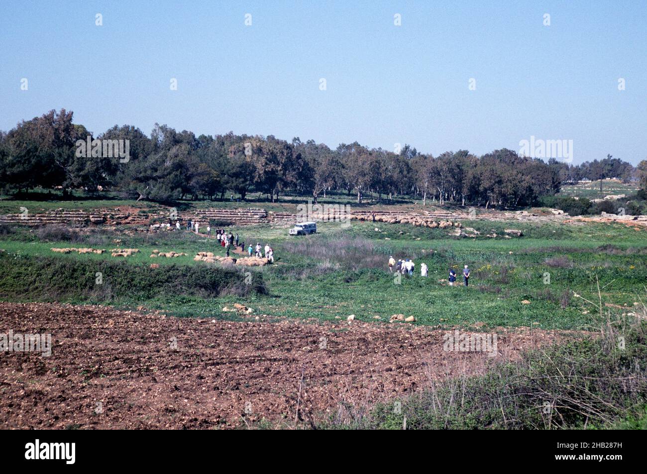 Swan Hellenic tour group at the Phoenician stadium archeological site, Amrit near Tartus, Tartous, Syria 1998 Stock Photo