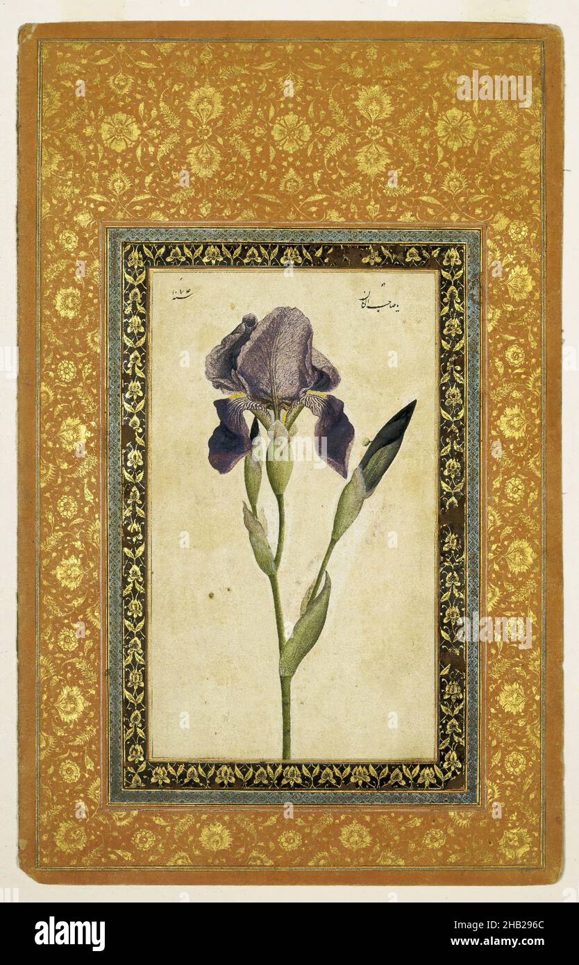 Blue Iris, Attributed to Muhammad Zaman, Persian, active 1649-1704, Ink, opaque watercolor on paper; gilded borders, Isfahan, Iran, A.H. 1074-1075/1663-1664 C.E., Safavid, Safavid, Sheet: 13 1/16 x 8 3/8 in., 33.2 x 21.3 cm, Asian art, blue, brown, catalogue, floral pattern, flower, framed, gold leaf border, green, IMLS, Iran, Iris, Islamic, lavender, Middle Eastern, Middle Eastern art, pattern, Persian, petals, purple, rectangle, Safavid, tapestry, watercolor Stock Photo