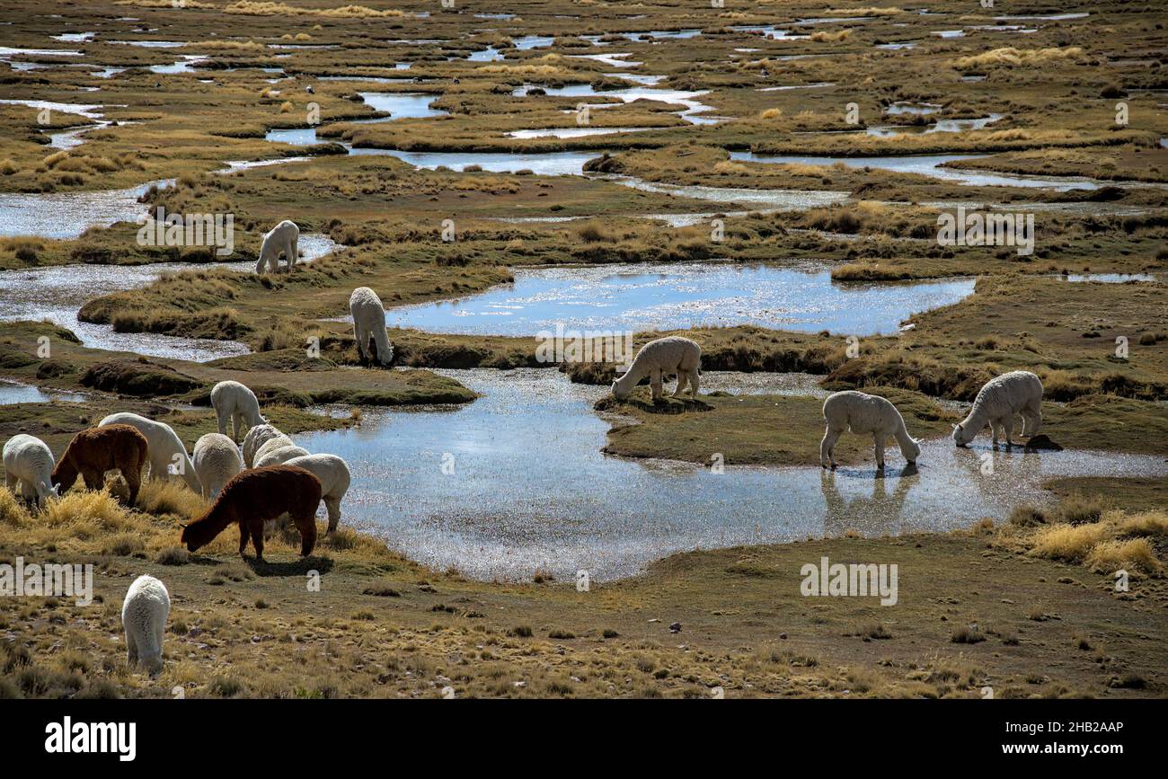 Alpaca llama vicuna graze in high Andes mountain valley grass lands and small pools of water where. farmers will come to shear the wool to make textil Stock Photo