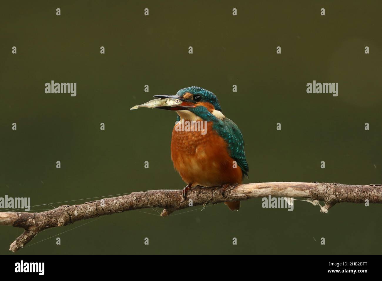 Kingfishers require a good supply of fish and other aquatic prey to survive, diving from branches, they return to stun the prey before consuming. Stock Photo