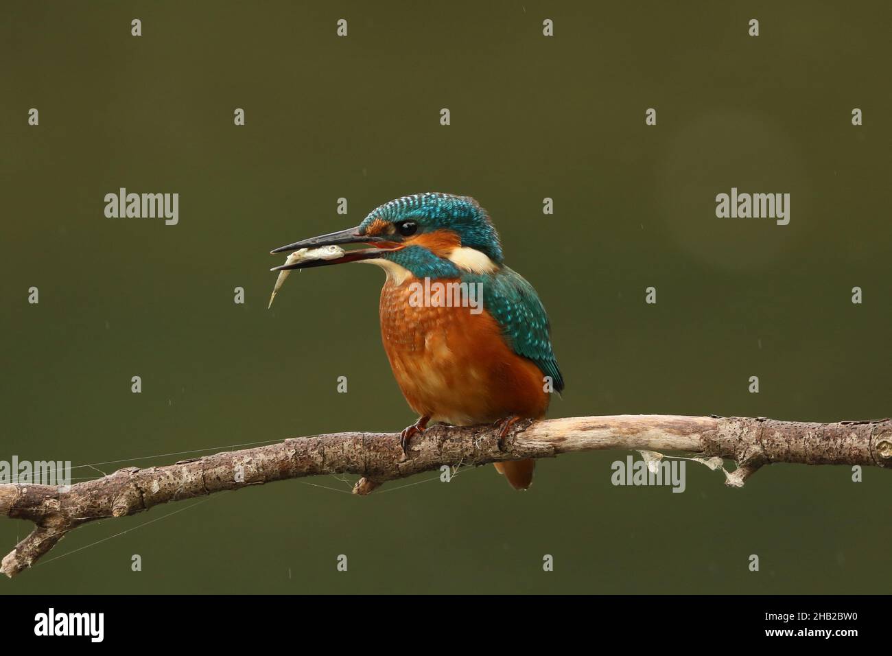 Kingfishers require a good supply of fish and other aquatic prey to survive, diving from branches, they return to stun the prey before consuming. Stock Photo