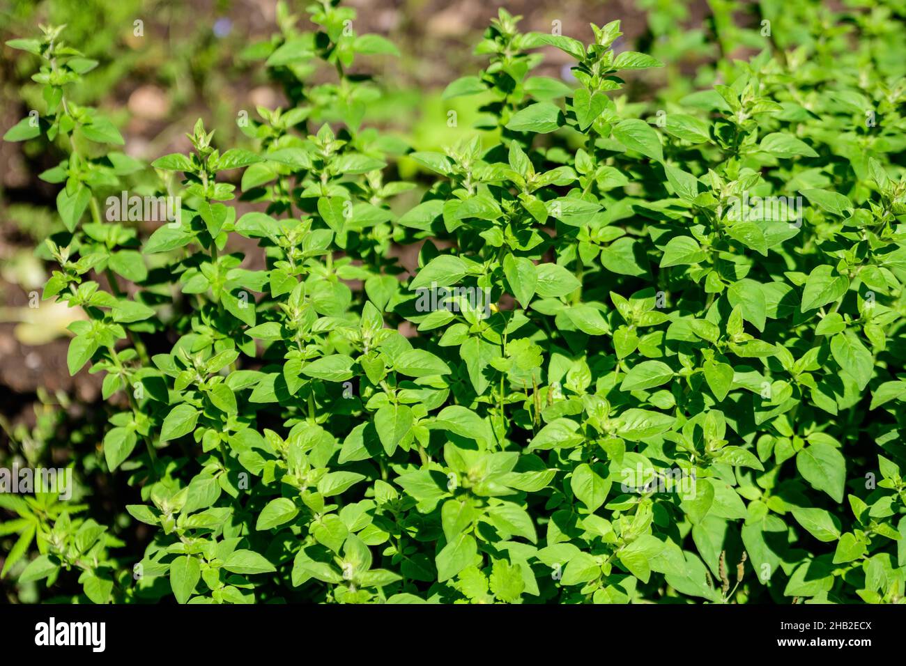 Many fresh vivid green leaves of Origanum vulgare, commonly known as