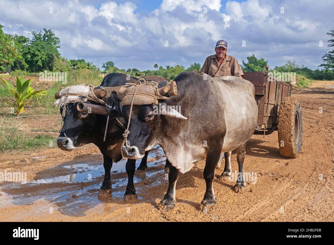 Cuban farmer on oxen cart riding along dirt road / dirtroad in the Sancti Spíritus Province on the island Cuba, Caribbean Stock Photo