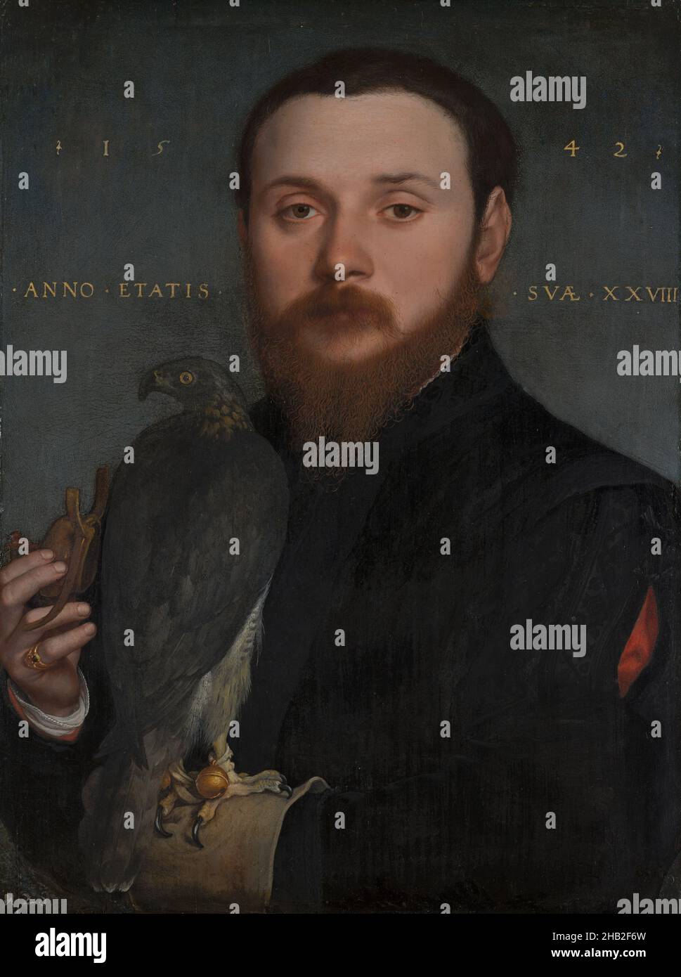Portrait of a nobleman with hawk, Hans Holbein de Jonge, 1542 Stock Photo