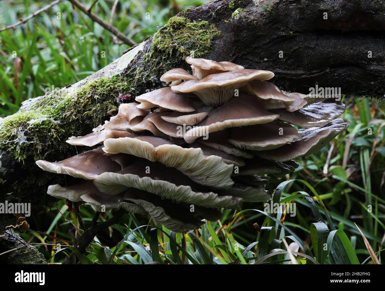 Grey Oyster Mushrooms growing in the wild Stock Photo