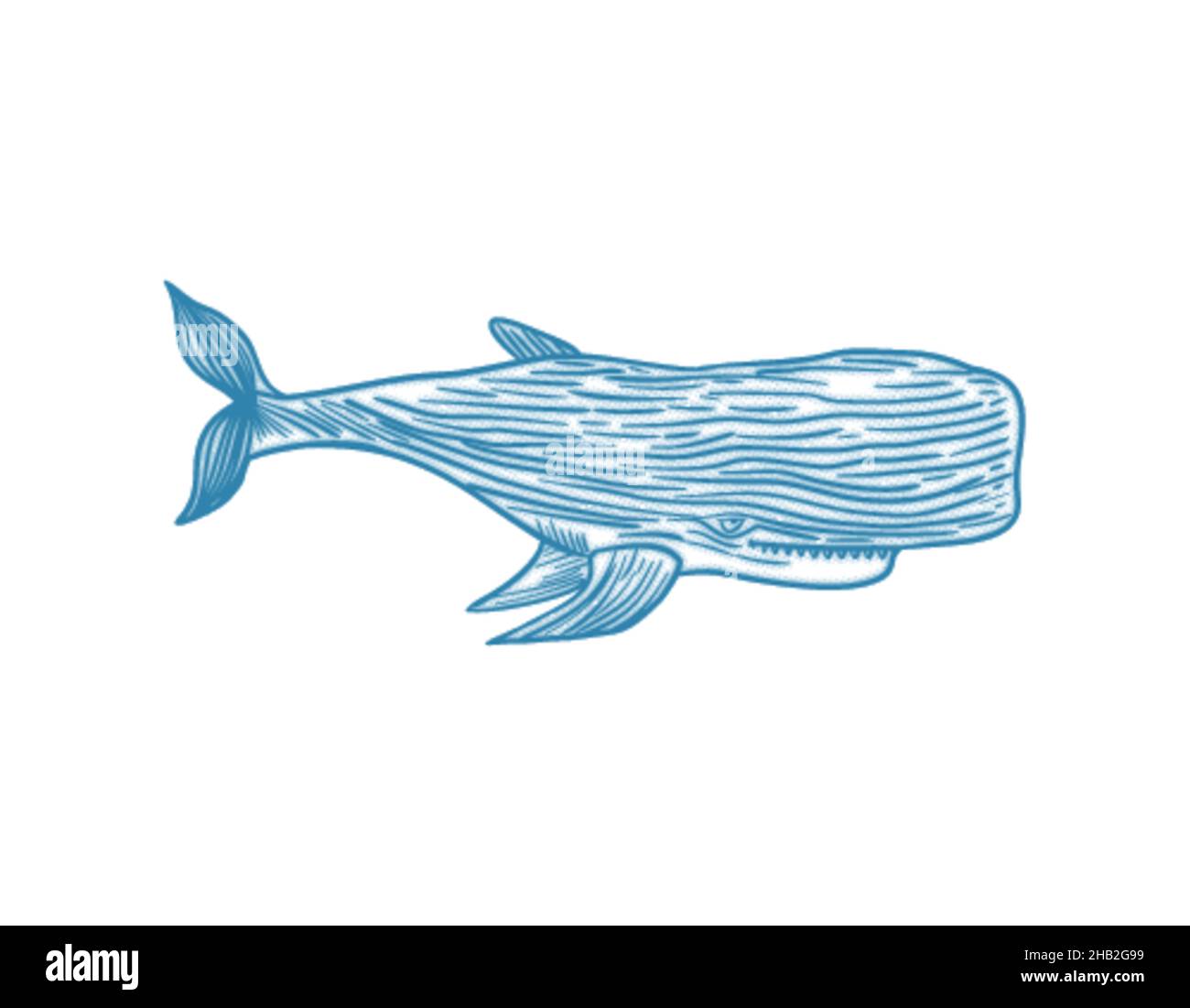 Sperm whale hand drawing isolated. cachalot vector illustration Stock Vector