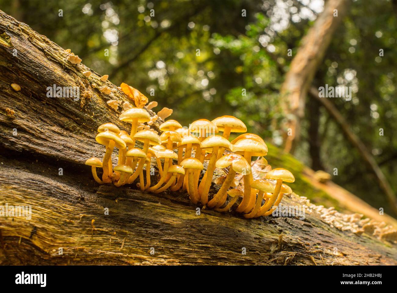 Sulphur Tuft or Clustered Woodlover mushrooms (Hypholoma fasciculare) on a fallen tree in woodland on Southampton Common. Stock Photo