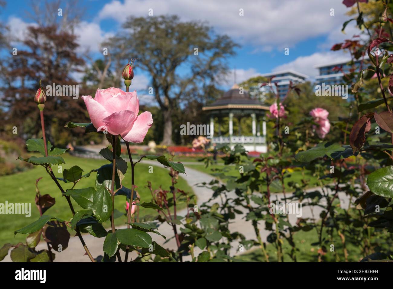 Halifax Public Gardens with flowers, Downtown Halifax, Nova Scotia