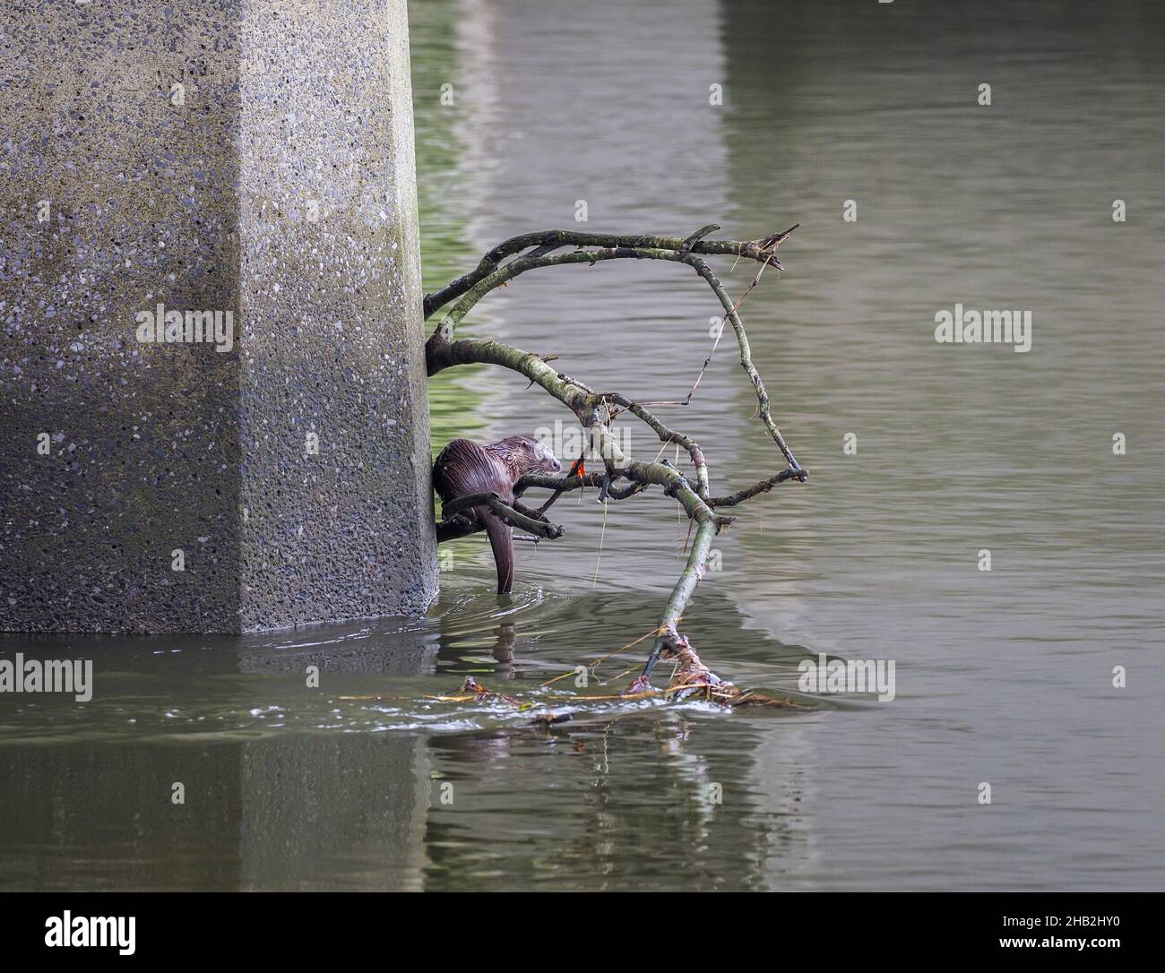 Dog Otter, River Teifi, Cardigan, Wales Stock Photo