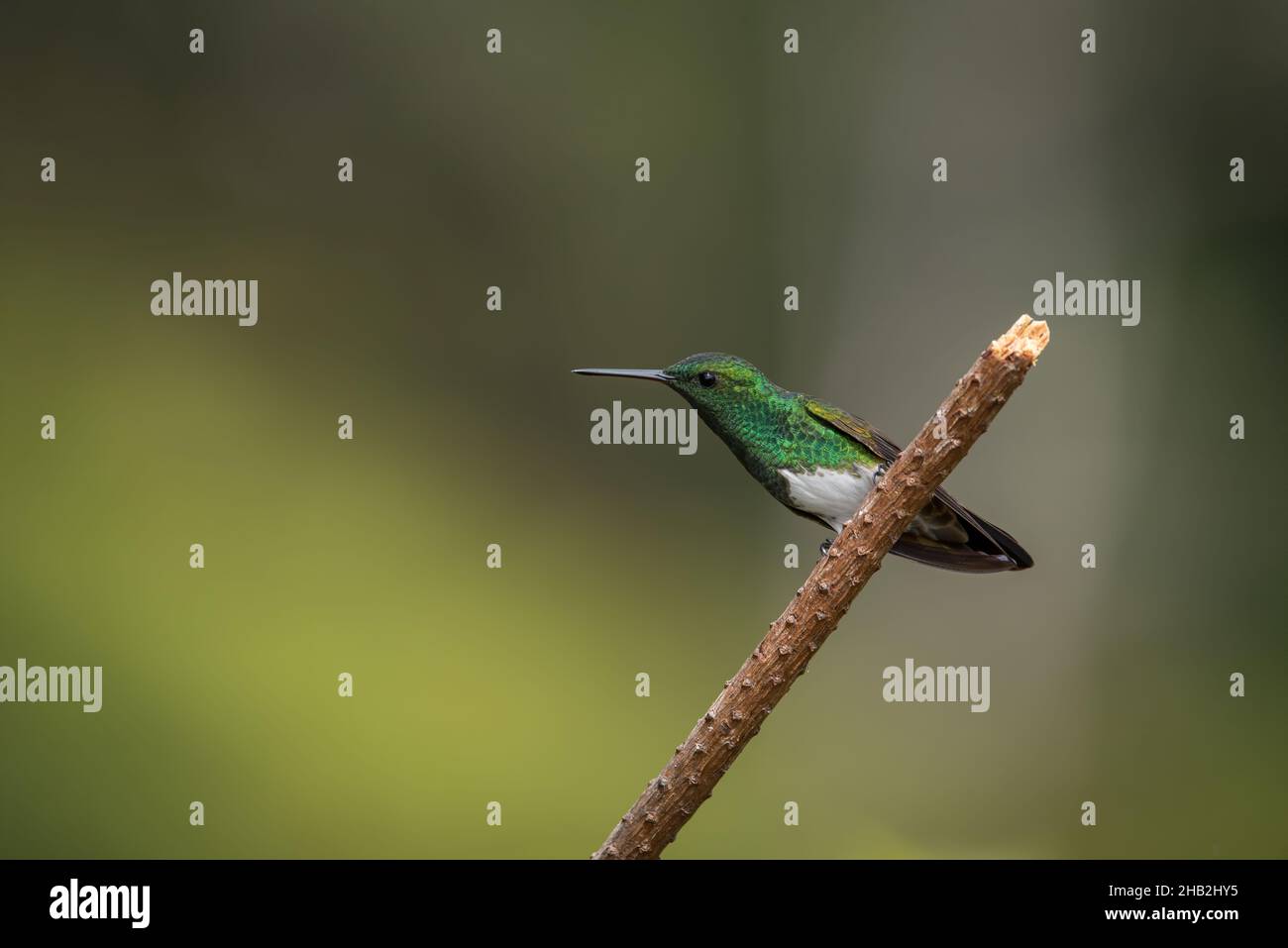 Sitting Snowy-bellied Hummingbird with blurry background Stock Photo