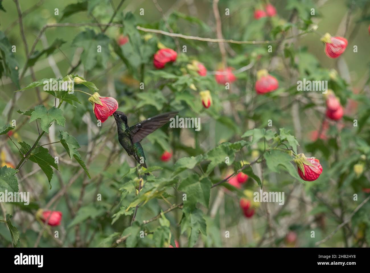 Eating Talamanca hummingbird Stock Photo