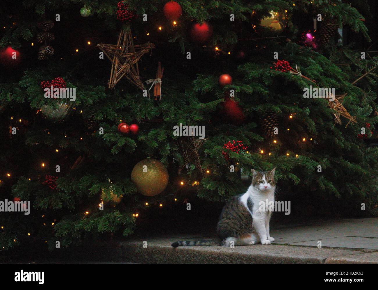 London, UK. 16th Dec, 2021. Larry the Downing Street cat sits under the Christmas tree. Credit: Tommy London/Alamy Live News Stock Photo