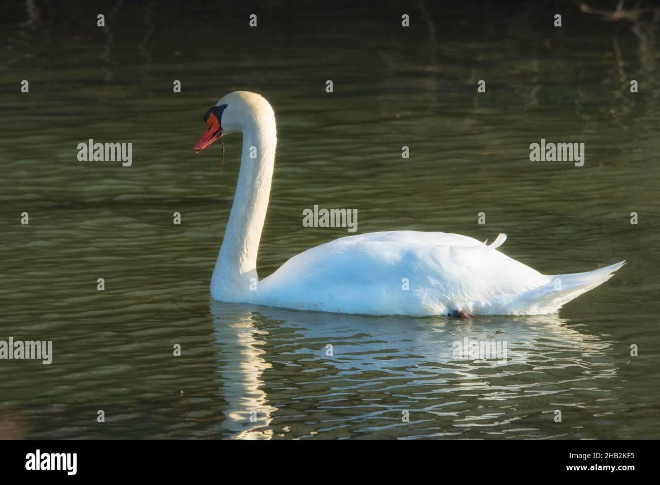 Mute Swan in water. Stock Photo