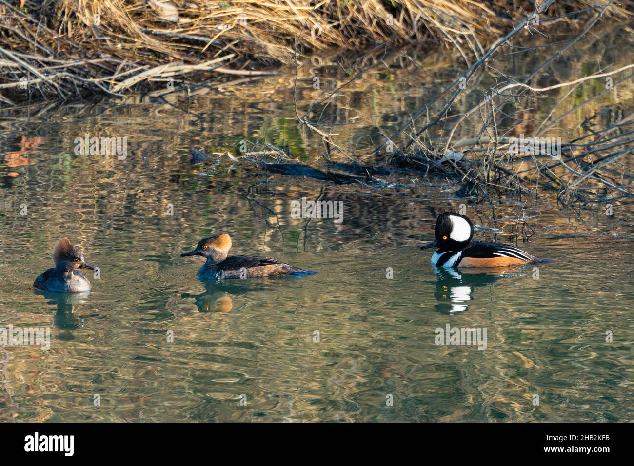 Hooded Merganser ducks. Stock Photo