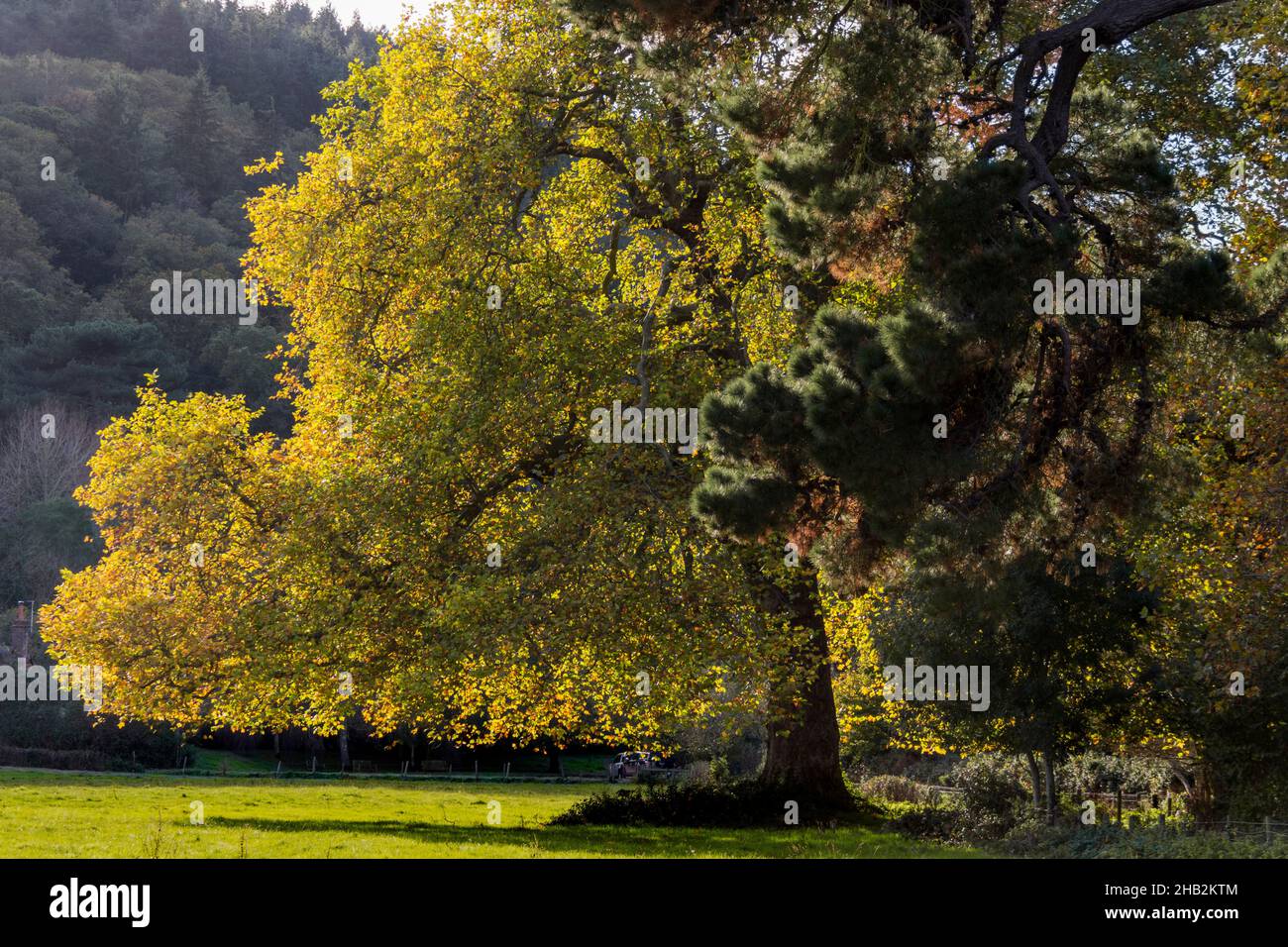 Trees in the Autumn, backlit in the bright sunshine still with leaves Stock Photo